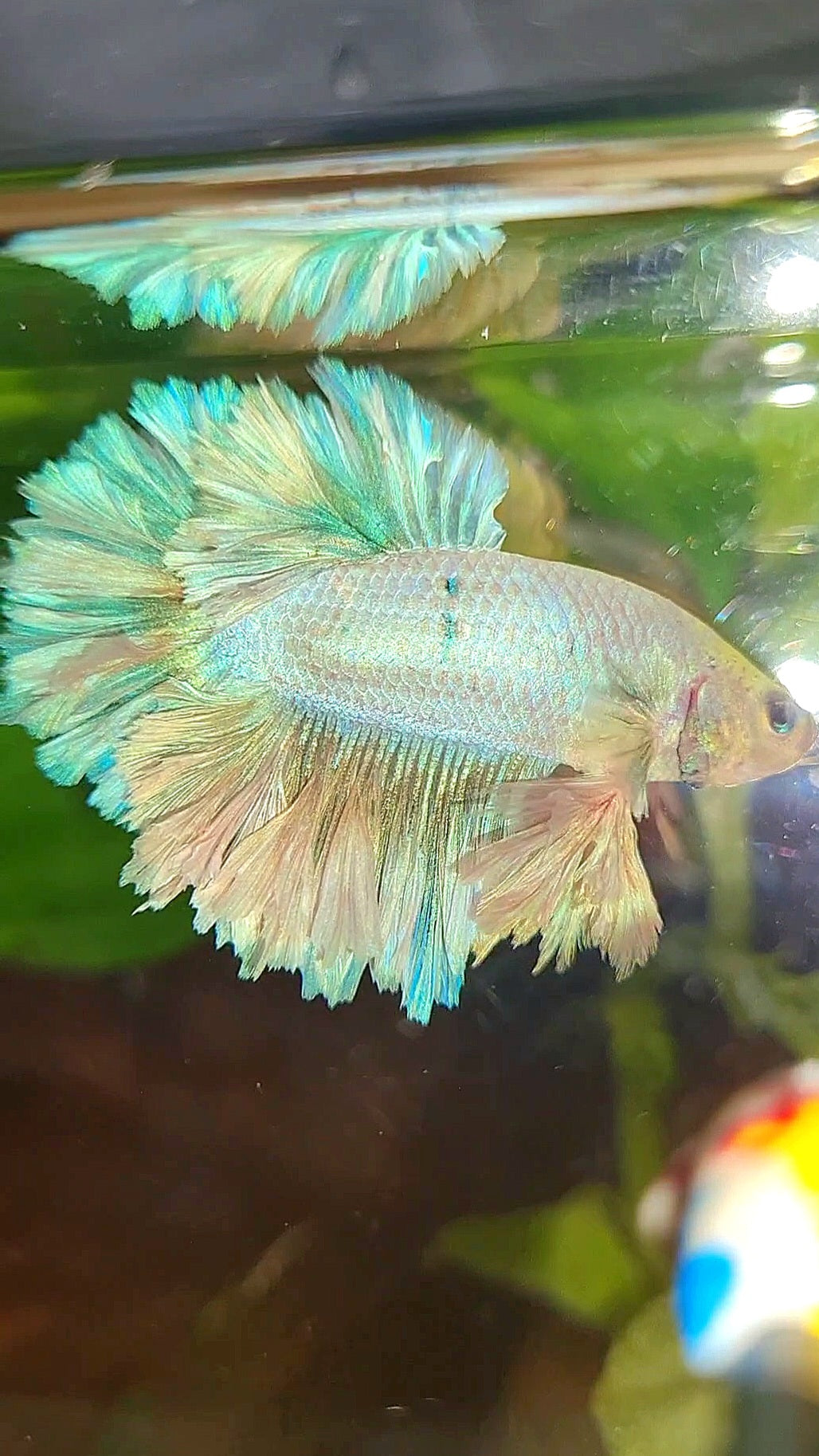 KING FEATHER TAIL HALFMOON WHITE UNICORN PEACH BETTA FISH