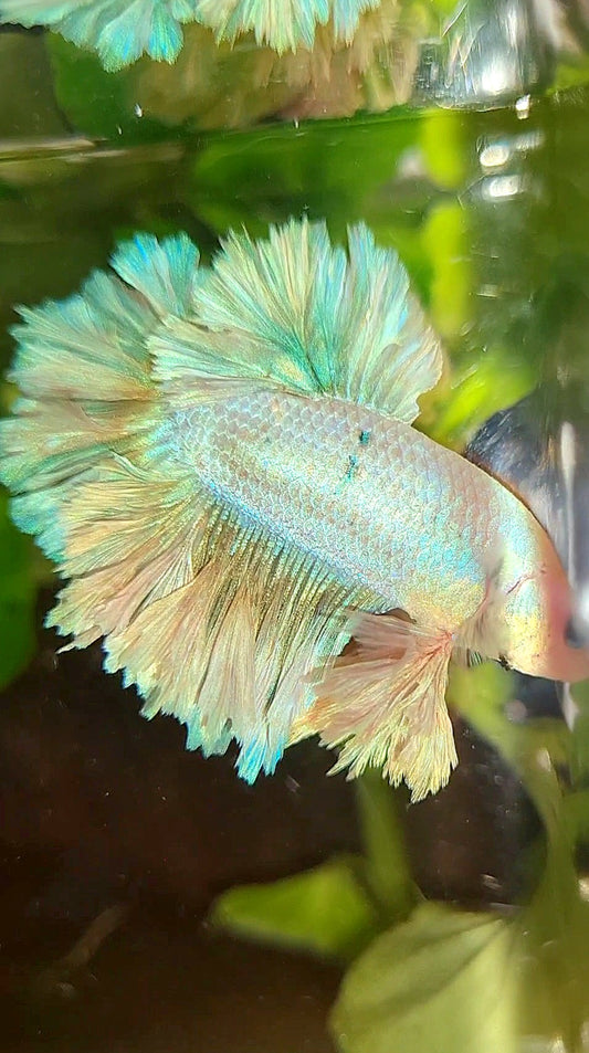 KING FEATHER TAIL HALFMOON WHITE UNICORN PEACH BETTA FISH