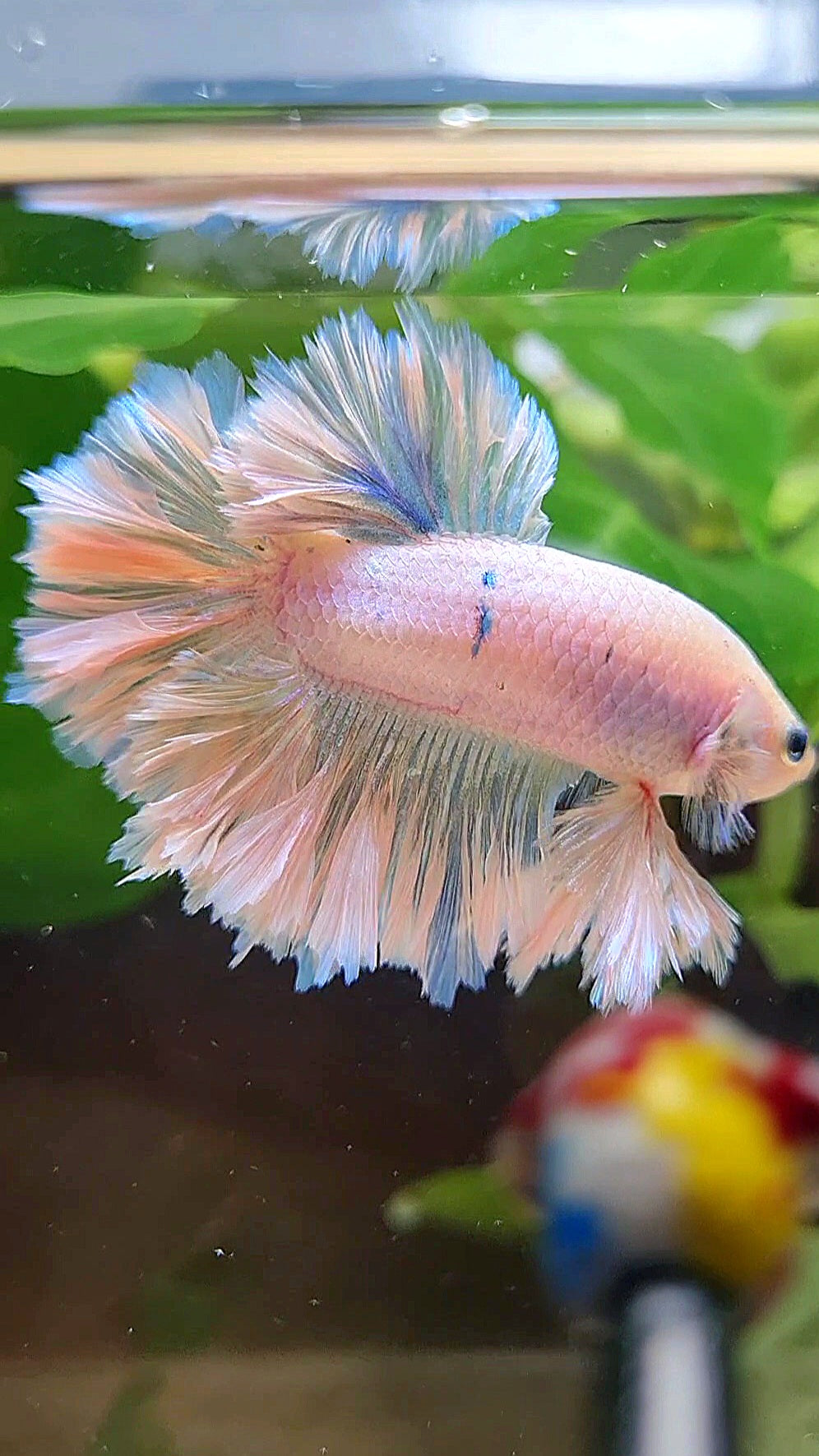 KING FEATHER TAIL HALFMOON WHITE UNICORN PEACH BETTA FISH