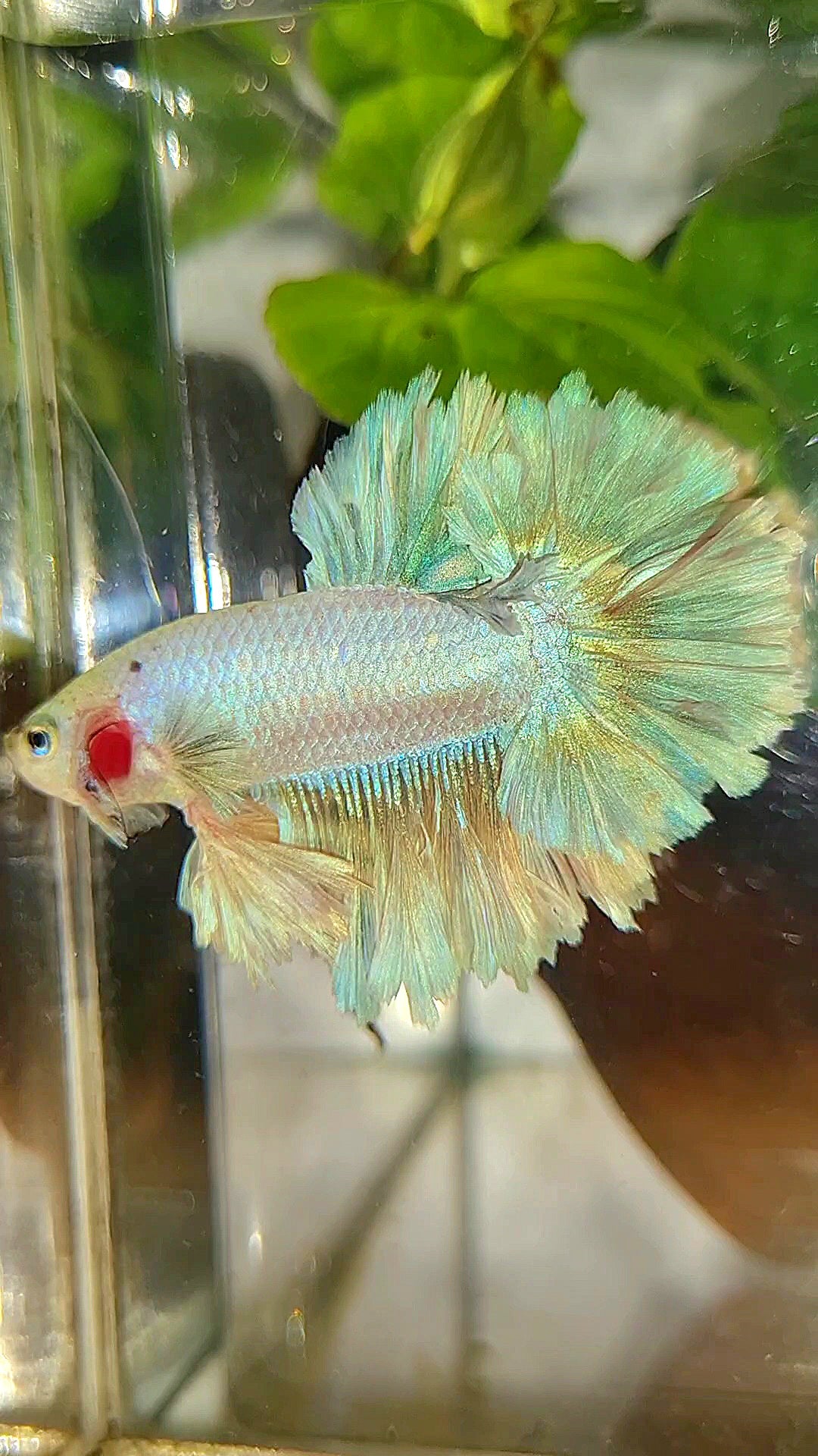 KING FEATHER TAIL HALFMOON WHITE UNICORN PEACH BETTA FISH