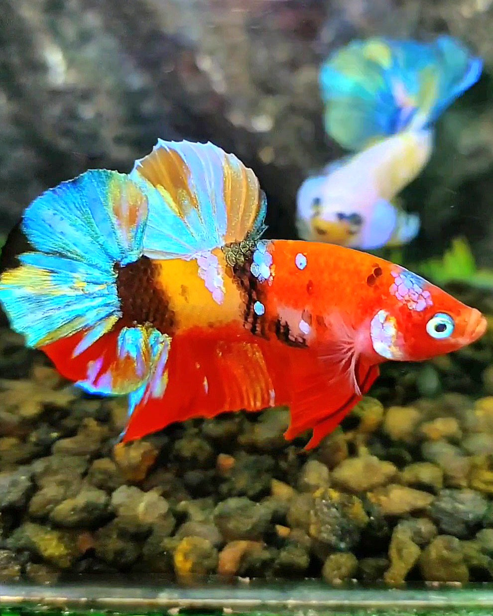 PLAKAT GALAXY MULTICOLOR BETTA FISH