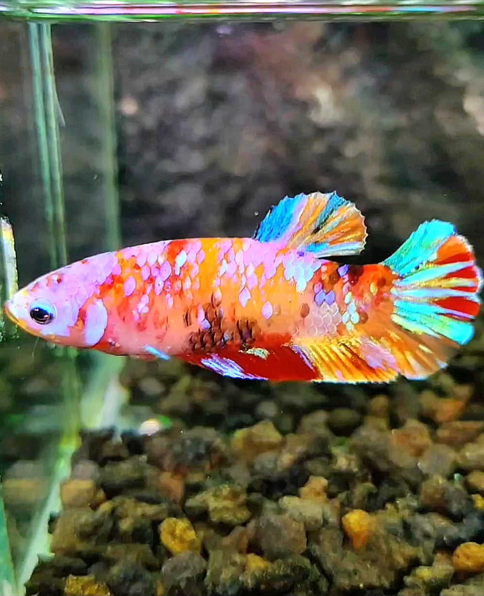 FEMALE PLAKAT GALAXY MULTICOLOR BETTA FISH