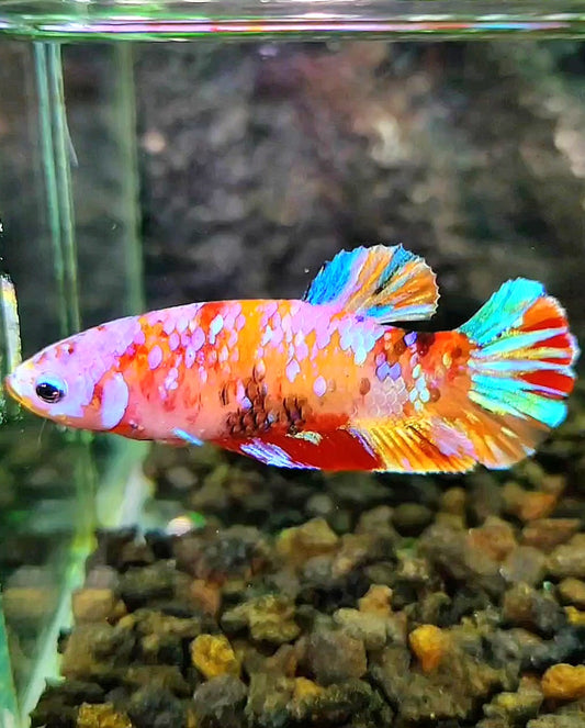 FEMALE PLAKAT GALAXY MULTICOLOR BETTA FISH