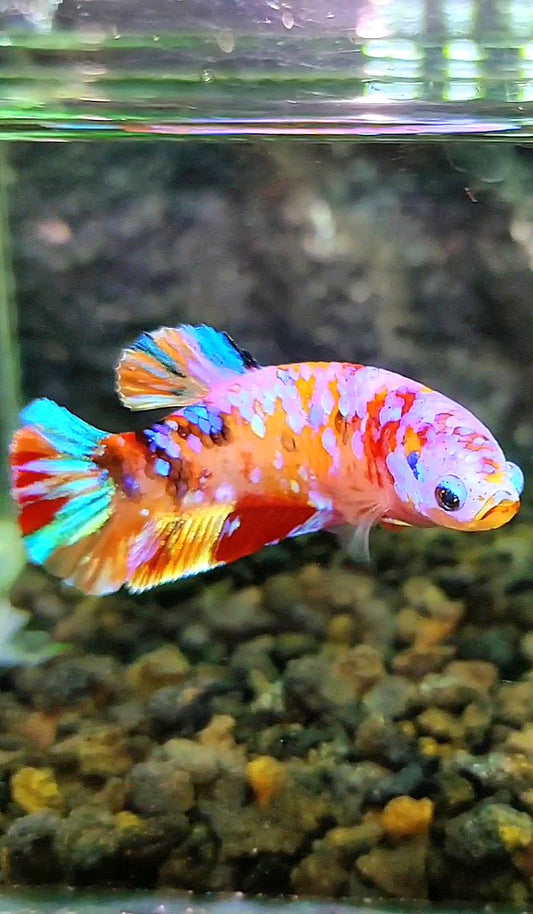 FEMALE PLAKAT GALAXY MULTICOLOR BETTA FISH