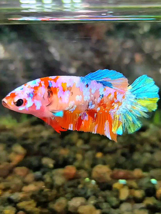 FEMALE PLAKAT SUPER GALAXY MULTICOLOR BETTA FISH