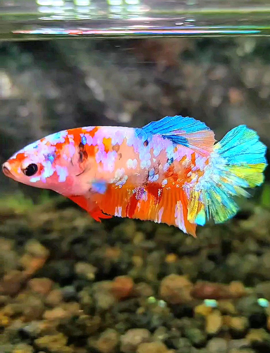 FEMALE PLAKAT SUPER GALAXY MULTICOLOR BETTA FISH