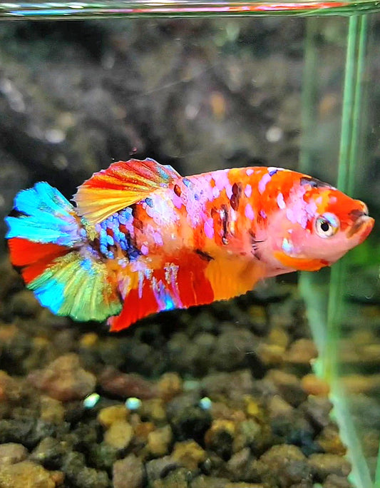 FEMALE PLAKAT RAINBOW GALAXY MULTICOLOR BETTA FISH