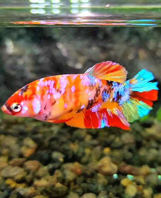 FEMALE PLAKAT RAINBOW GALAXY MULTICOLOR BETTA FISH
