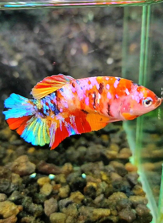 FEMALE PLAKAT GALAXY MULTICOLOR BETTA FISH