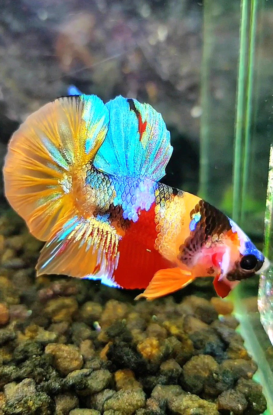 PLAKAT SUPER GALAXY MULTICOLOR BETTA FISH