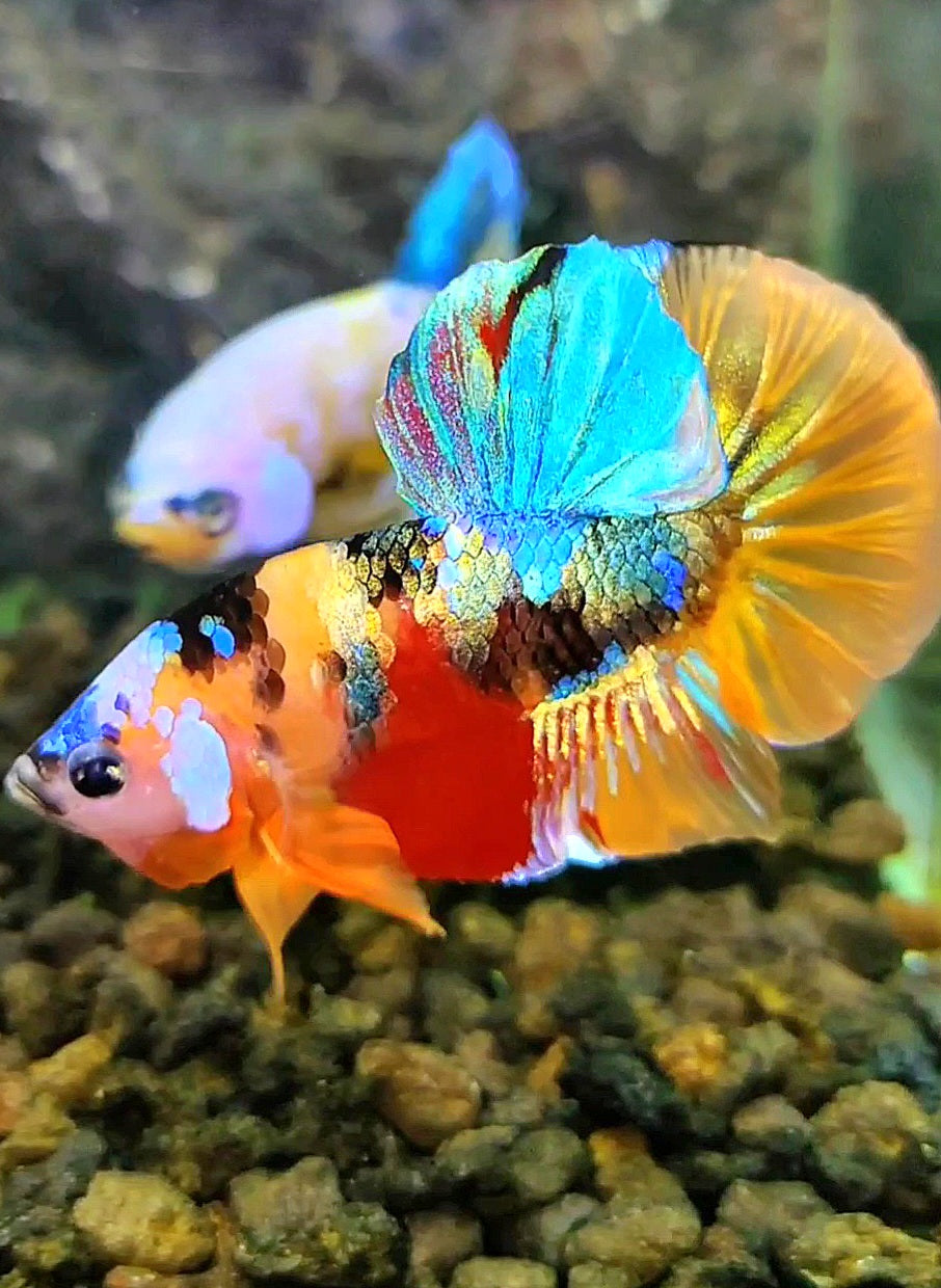 PLAKAT SUPER GALAXY MULTICOLOR BETTA FISH