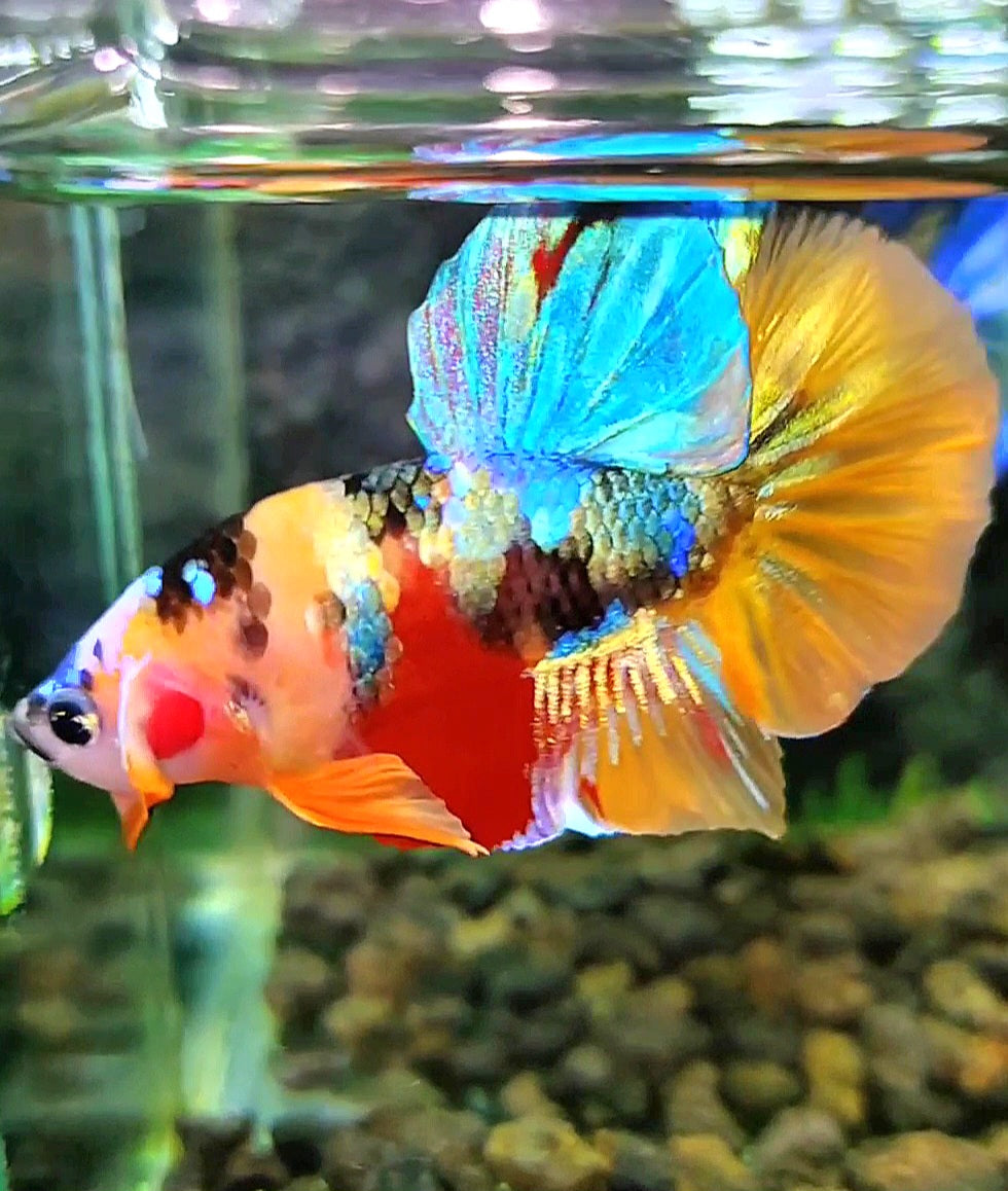 PLAKAT SUPER GALAXY MULTICOLOR BETTA FISH