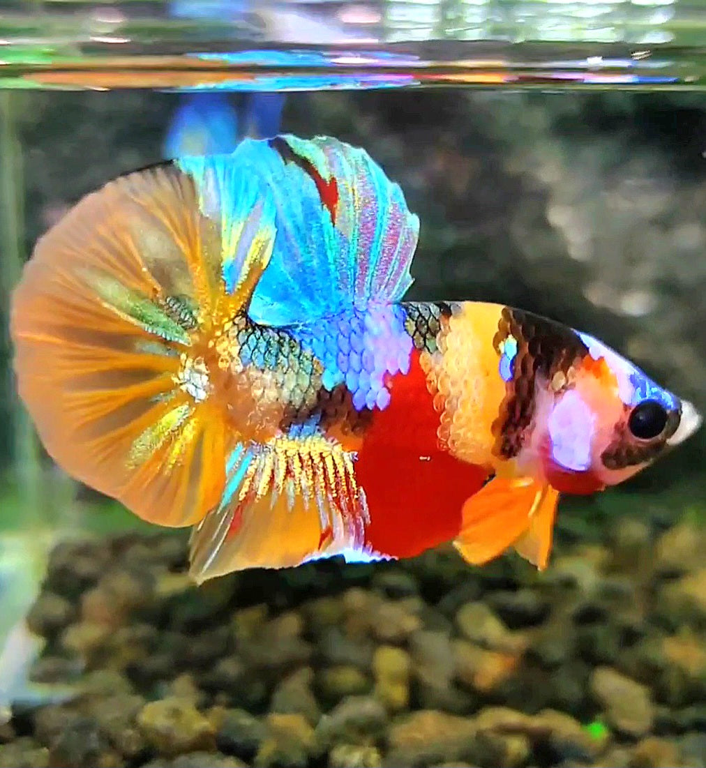 PLAKAT SUPER GALAXY MULTICOLOR BETTA FISH