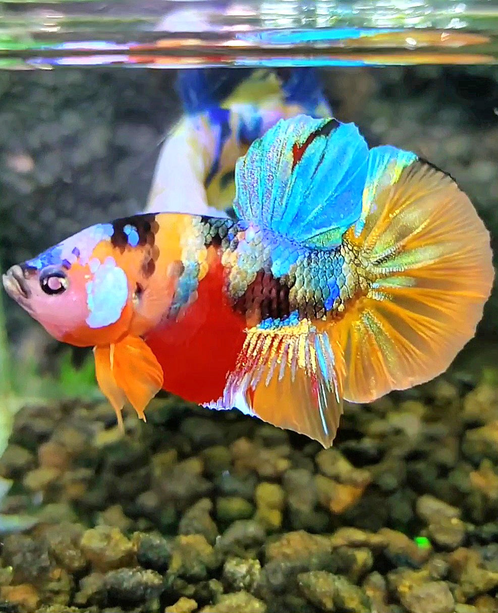 PLAKAT SUPER GALAXY MULTICOLOR BETTA FISH