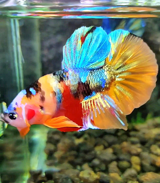 PLAKAT SUPER GALAXY MULTICOLOR BETTA FISH