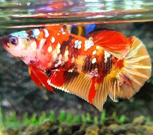 FEMALE PLAKAT RED ORANGE COPPER GALAXY MULTICOLOR BETTA FISH