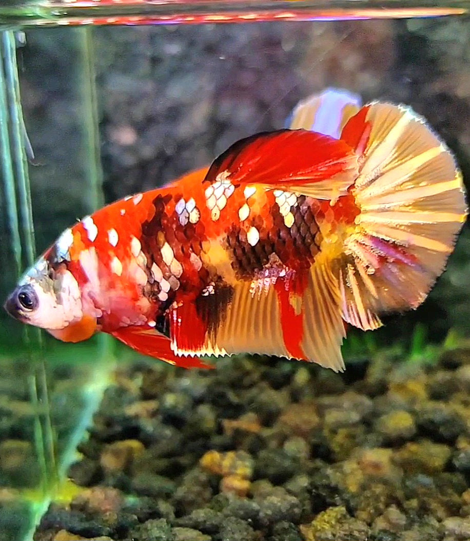 FEMALE PLAKAT RED ORANGE COPPER GALAXY MULTICOLOR BETTA FISH
