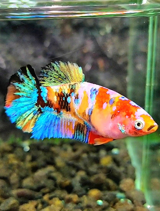 FEMALE PLAKAT SUPER GALAXY MULTICOLOR BETTA FISH