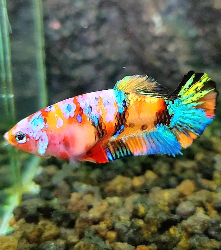 FEMALE PLAKAT SUPER GALAXY MULTICOLOR BETTA FISH