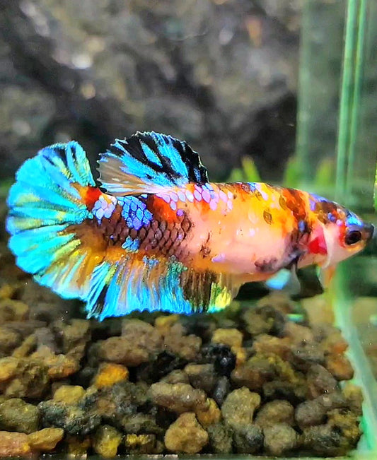 FEMALE PLAKAT UNIQUE GALAXY MULTICOLOR BETTA FISH
