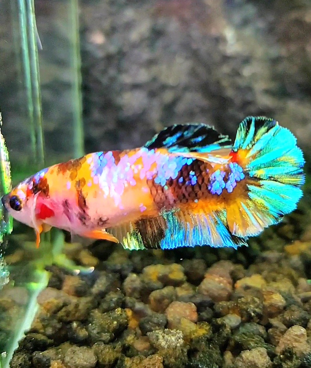 FEMALE PLAKAT UNIQUE GALAXY MULTICOLOR BETTA FISH