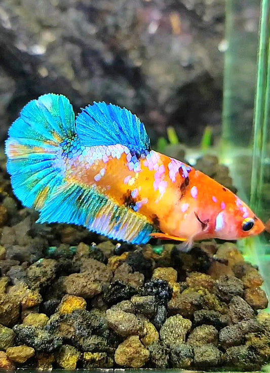 FEMALE PLAKAT GALAXY MULTICOLOR BETTA FISH