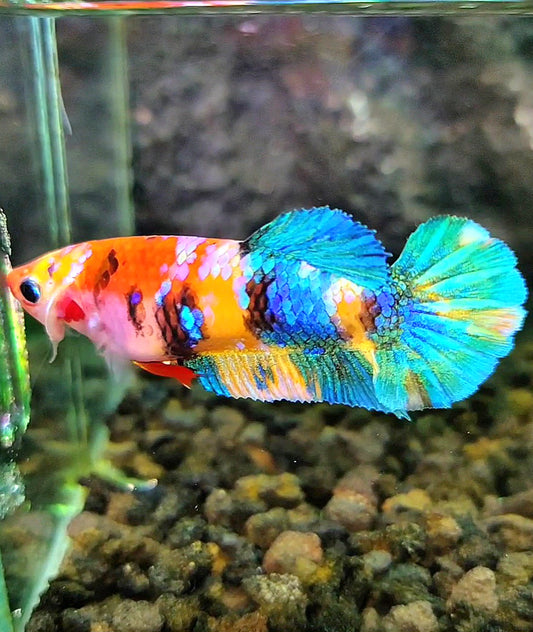 FEMALE PLAKAT GALAXY MULTICOLOR BETTA FISH