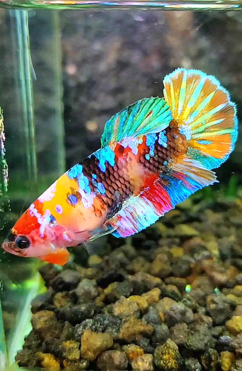 FEMALE PLAKAT RAINBOW GALAXY MULTICOLOR BETTA FISH