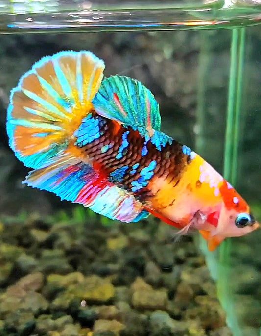 FEMALE PLAKAT RAINBOW GALAXY MULTICOLOR BETTA FISH