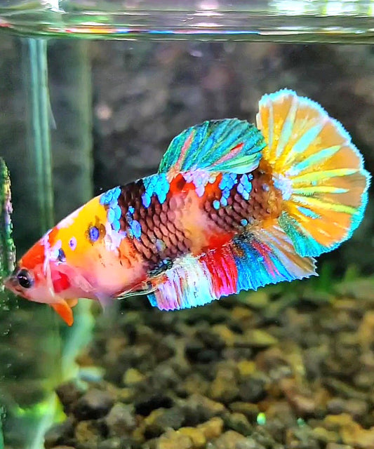 FEMALE PLAKAT RAINBOW GALAXY MULTICOLOR BETTA FISH