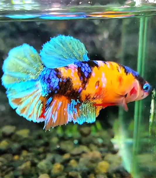 FEMALE PLAKAT SUPER GALAXY MULTICOLOR BETTA FISH