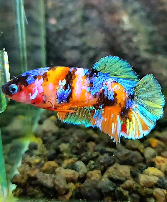 FEMALE PLAKAT SUPER GALAXY MULTICOLOR BETTA FISH