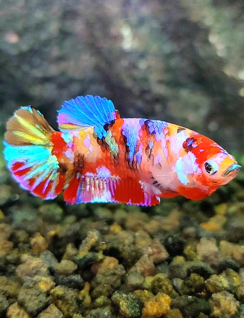FEMALE PLAKAT RAINBOW GALAXY MULTICOLOR BETTA FISH