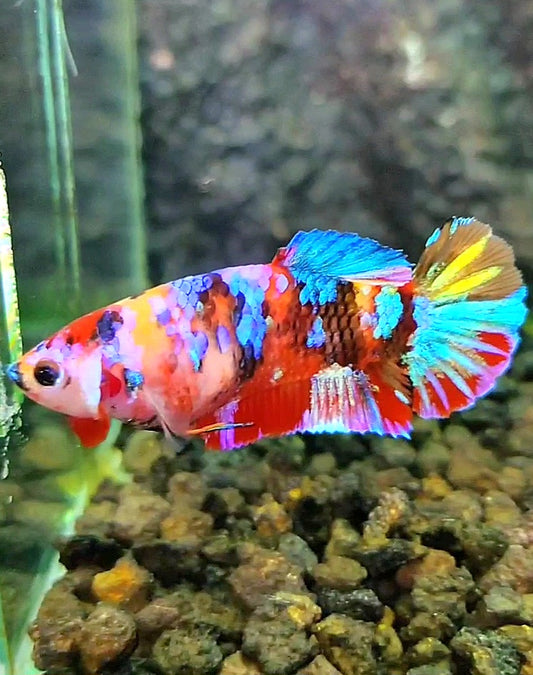FEMALE PLAKAT RAINBOW GALAXY MULTICOLOR BETTA FISH