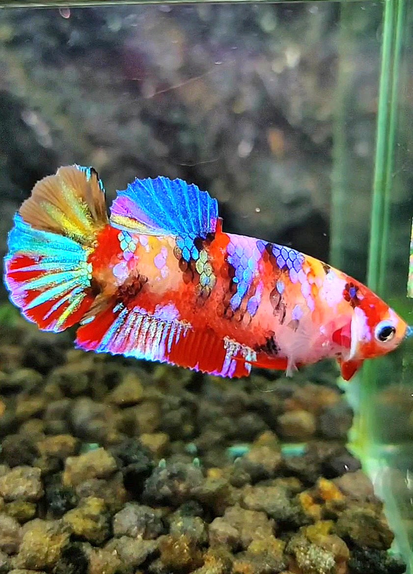 FEMALE PLAKAT RAINBOW GALAXY MULTICOLOR BETTA FISH