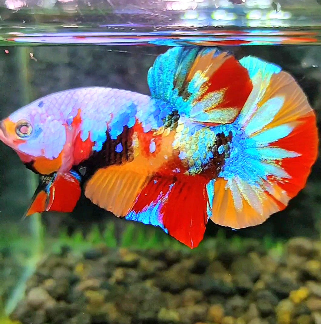 PLAKAT GALAXY MULTICOLOR BETTA FISH