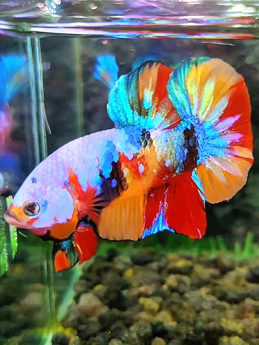 PLAKAT GALAXY MULTICOLOR BETTA FISH