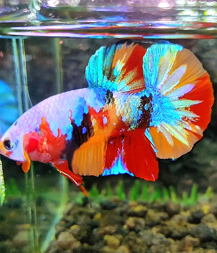 PLAKAT GALAXY MULTICOLOR BETTA FISH