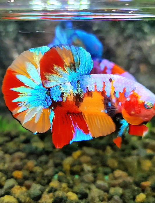 PLAKAT GALAXY MULTICOLOR BETTA FISH