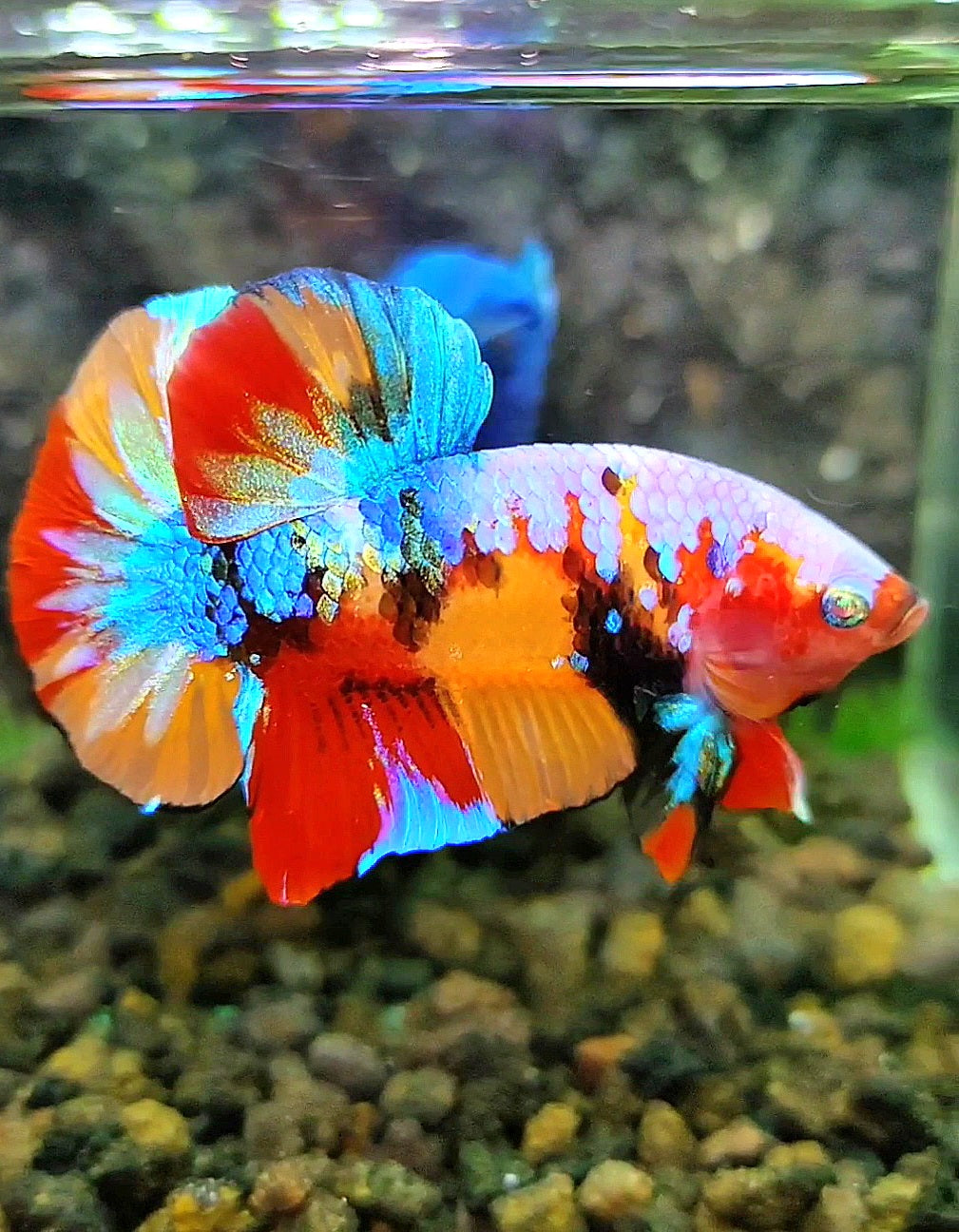 PLAKAT GALAXY MULTICOLOR BETTA FISH