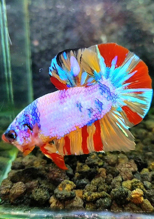 PLAKAT CANDY MULTICOLOR BETTA FISH