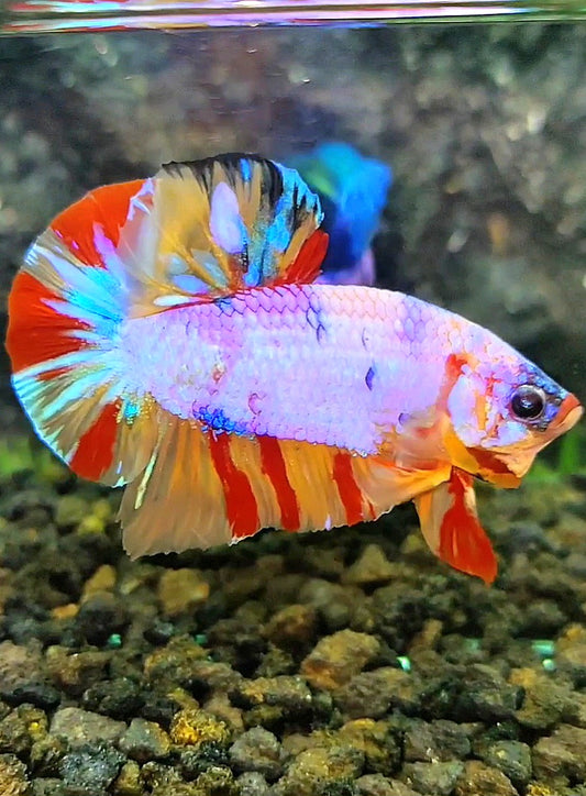 PLAKAT CANDY MULTICOLOR BETTA FISH