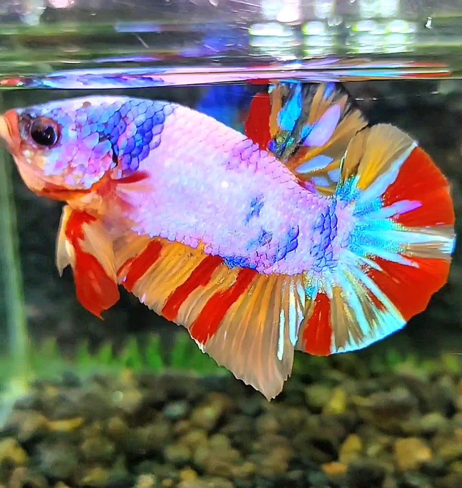 PLAKAT CANDY MULTICOLOR BETTA FISH