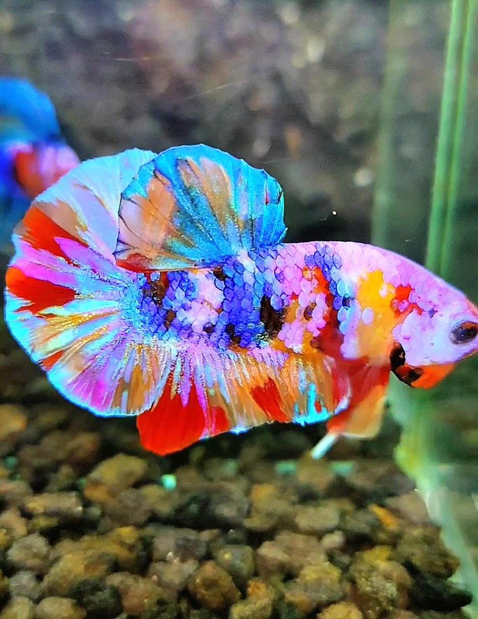 PLAKAT RAINBOW GALAXY MULTICOLOR BETTA FISH