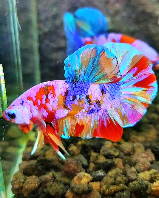 PLAKAT RAINBOW GALAXY MULTICOLOR BETTA FISH