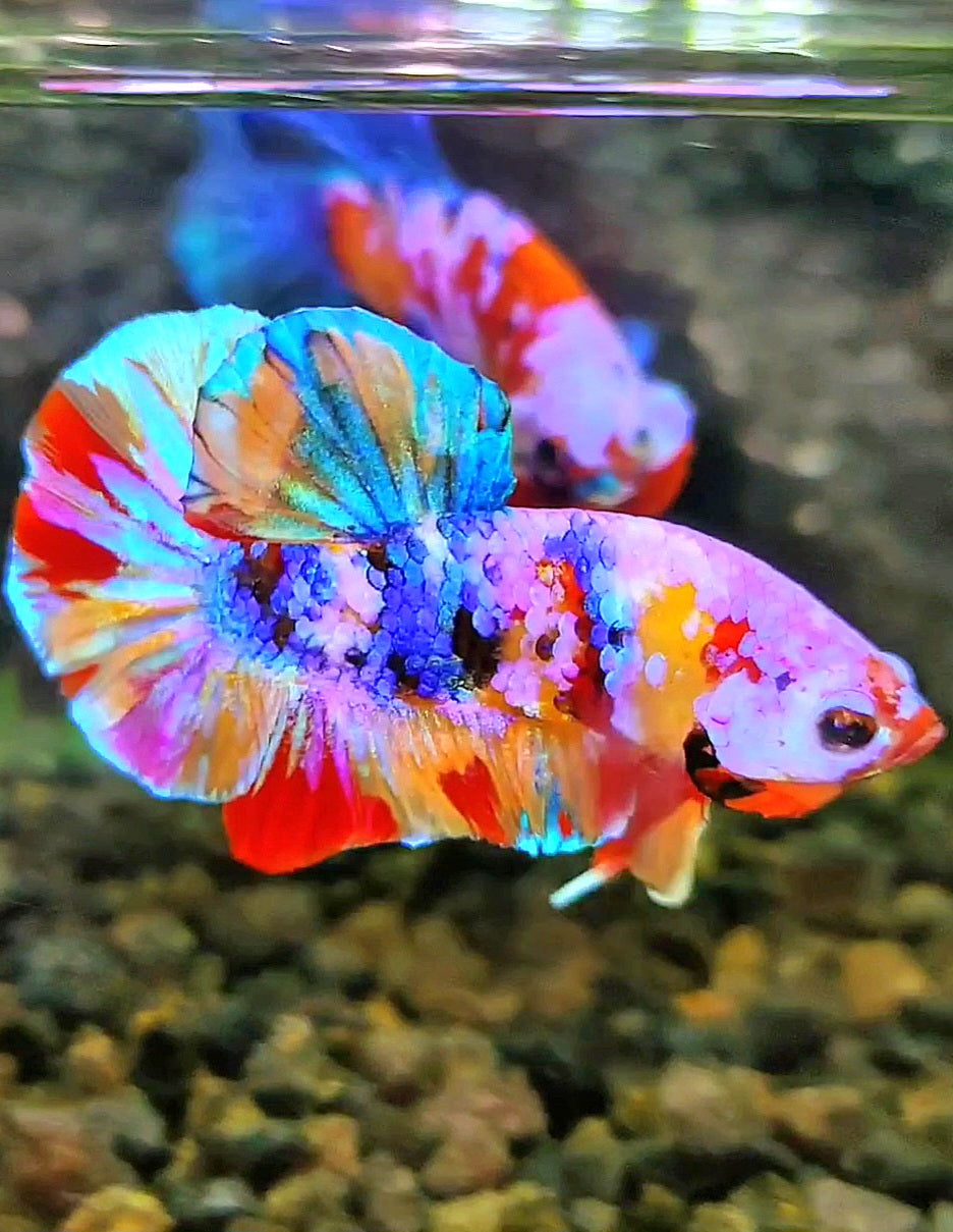 PLAKAT RAINBOW GALAXY MULTICOLOR BETTA FISH