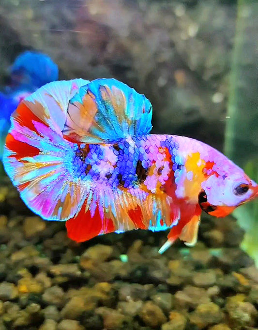 PLAKAT RAINBOW GALAXY MULTICOLOR BETTA FISH