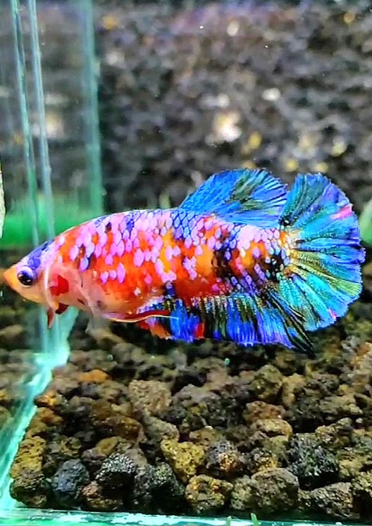 FEMALE PLAKAT SUPER GALAXY MULTICOLOR BETTA FISH
