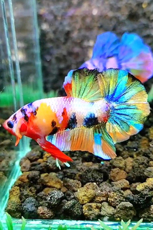 PLAKAT RAINBOW GALAXY MULTICOLOR BETTA FISH