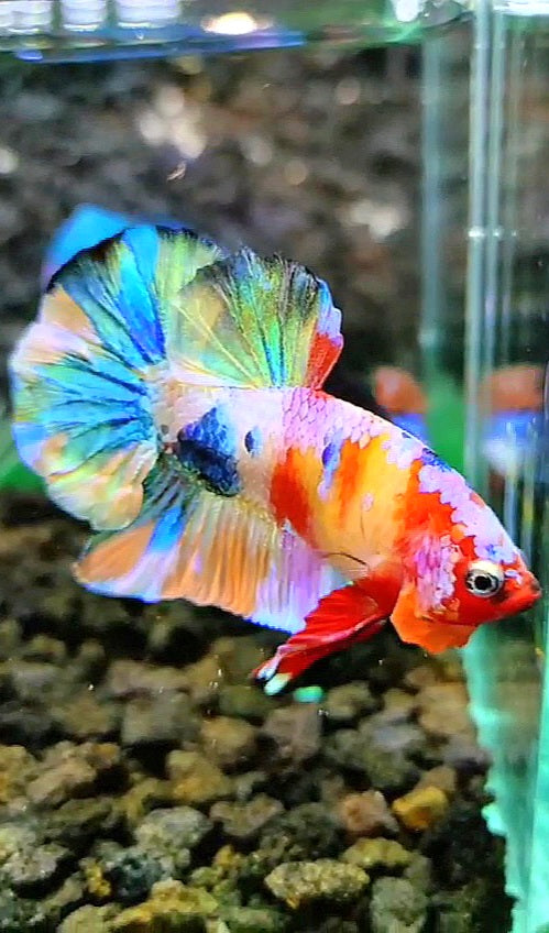 PLAKAT RAINBOW GALAXY MULTICOLOR BETTA FISH